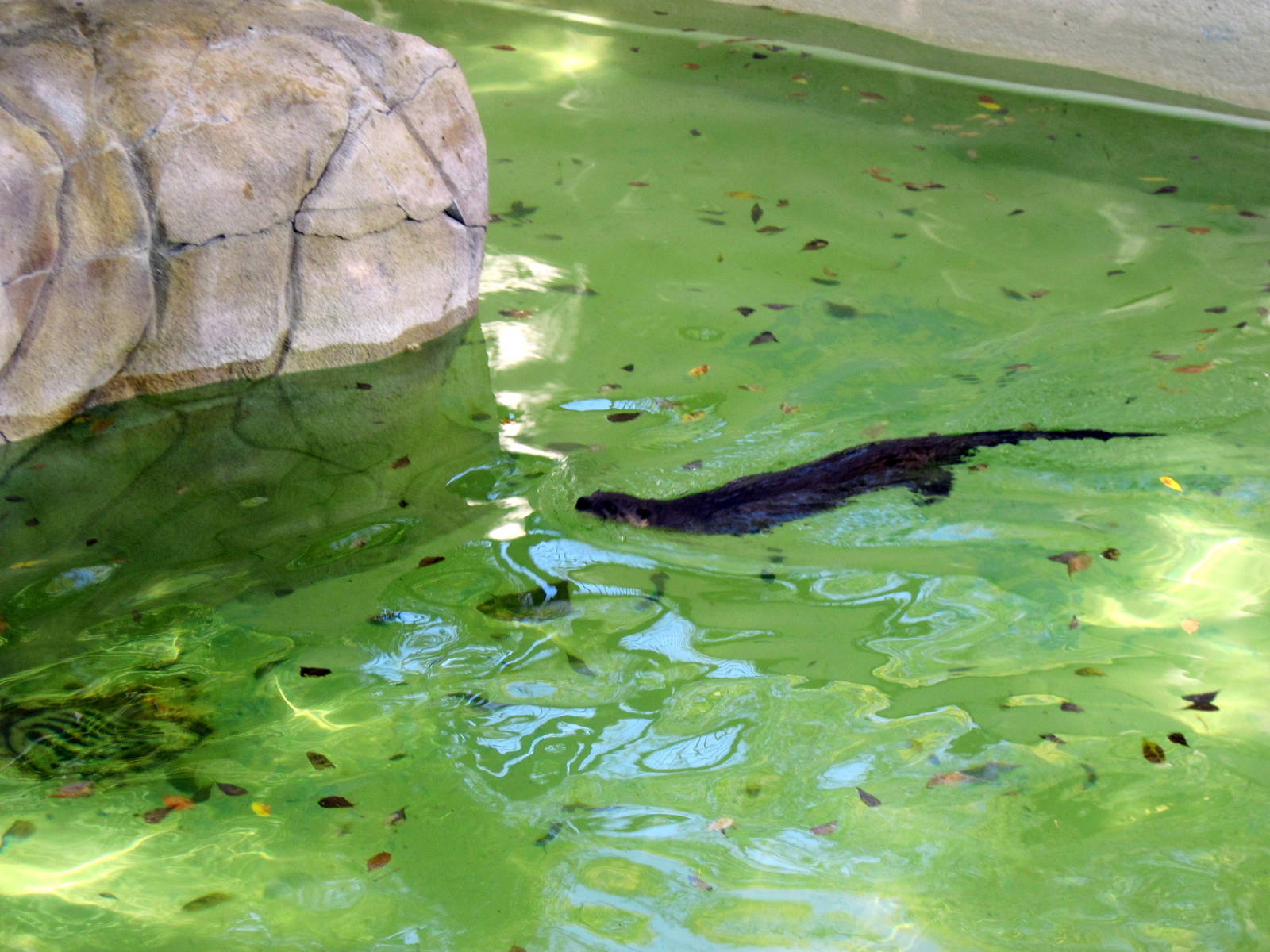 North American River Otter
