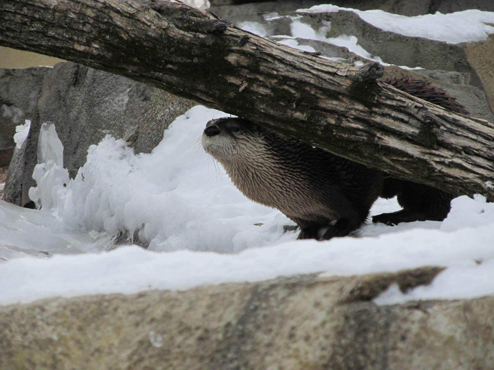 North American River Otter