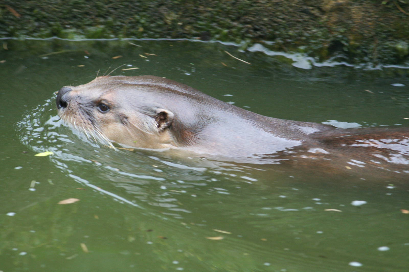 North American river otter