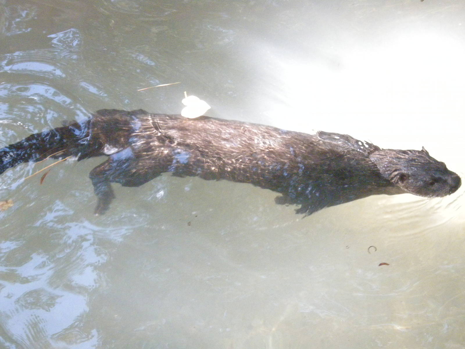 North American River Otter