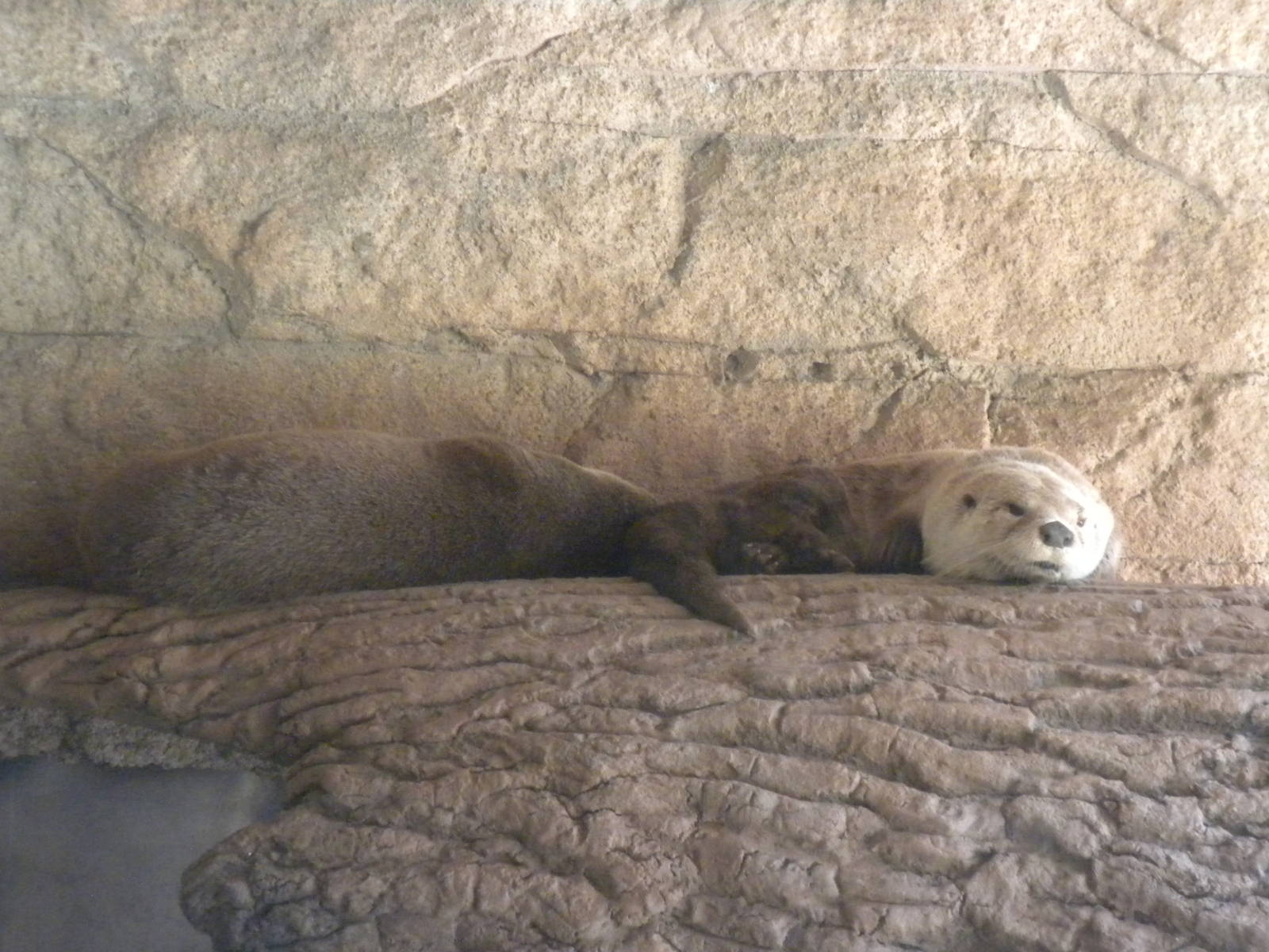 North American River Otter