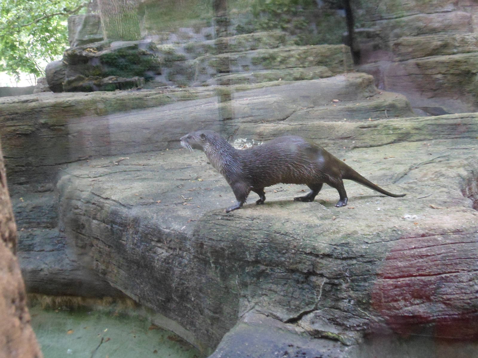 North American River Otter