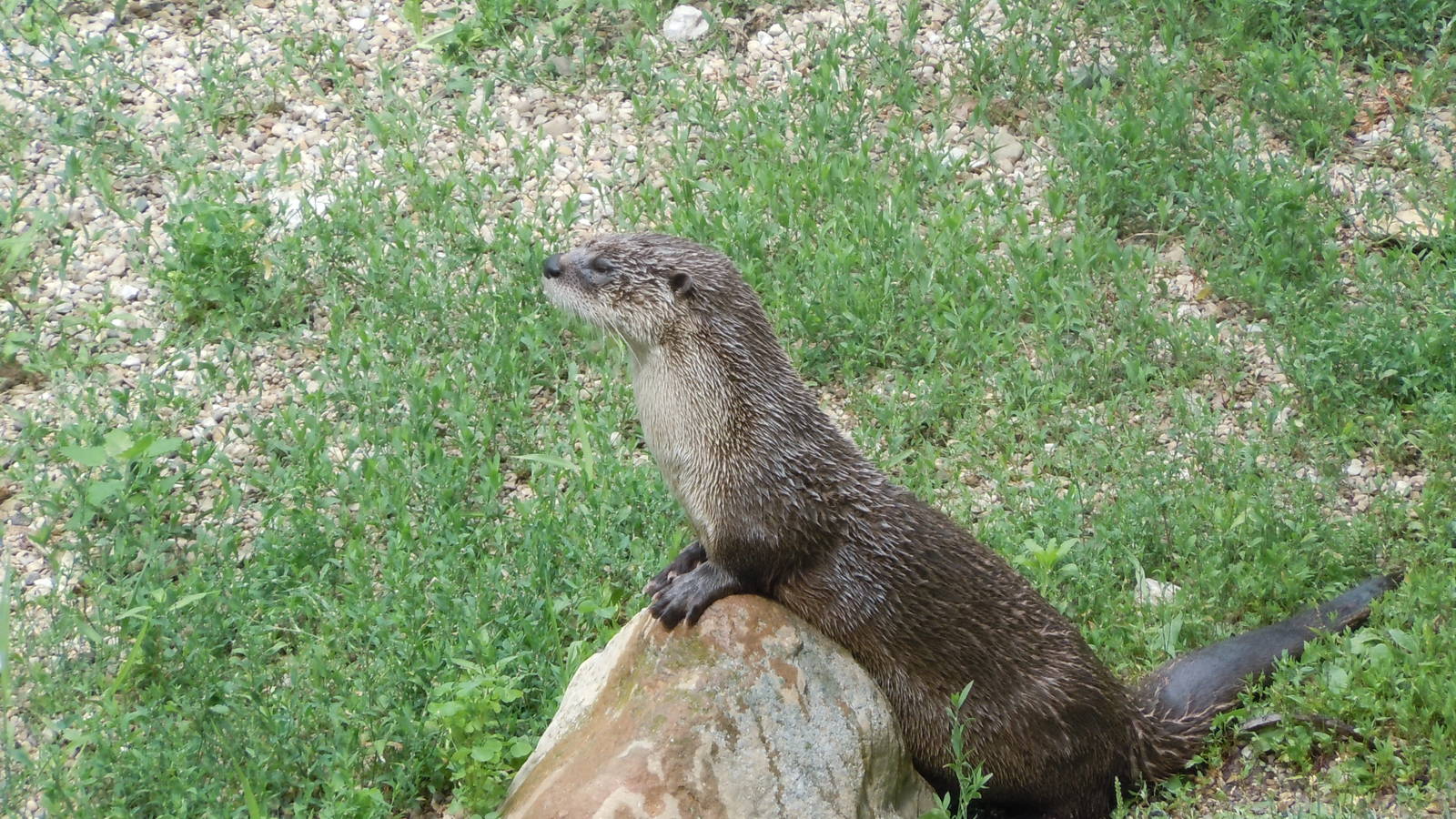 North American River Otter