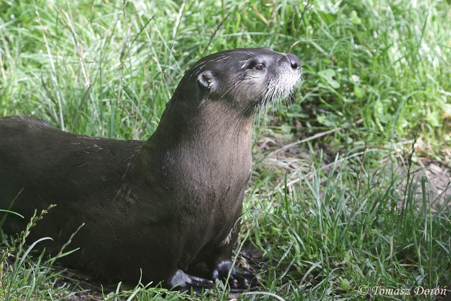 North American River Otter