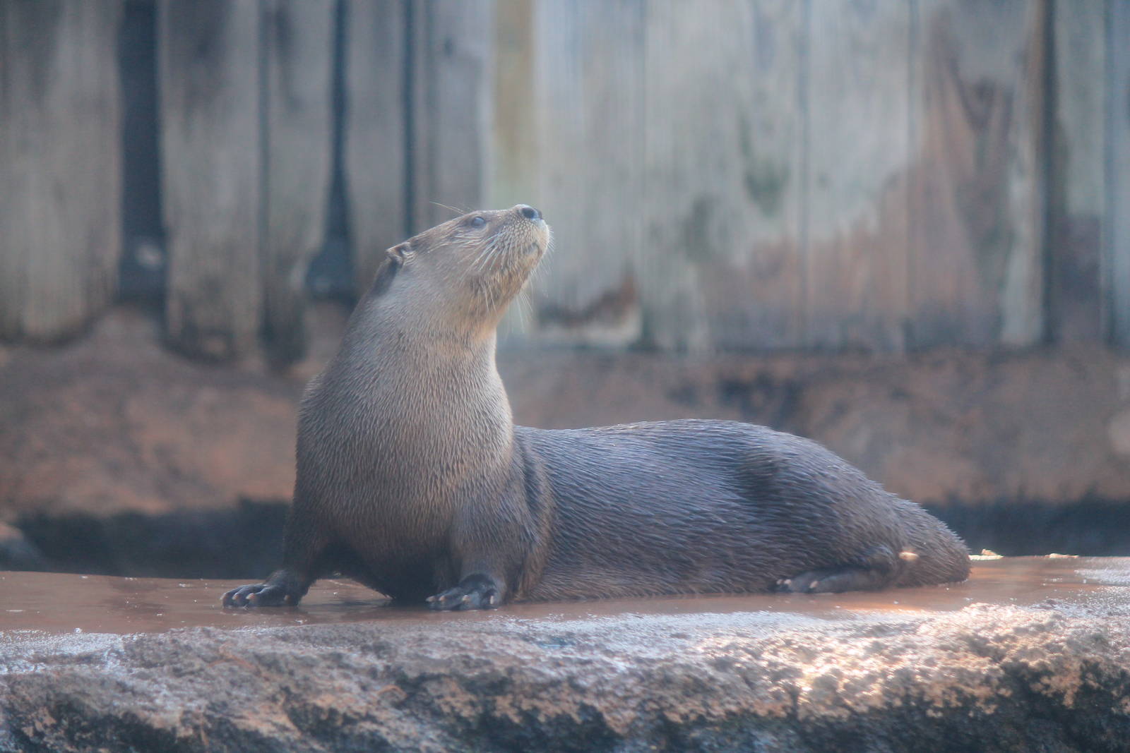 North American River Otter