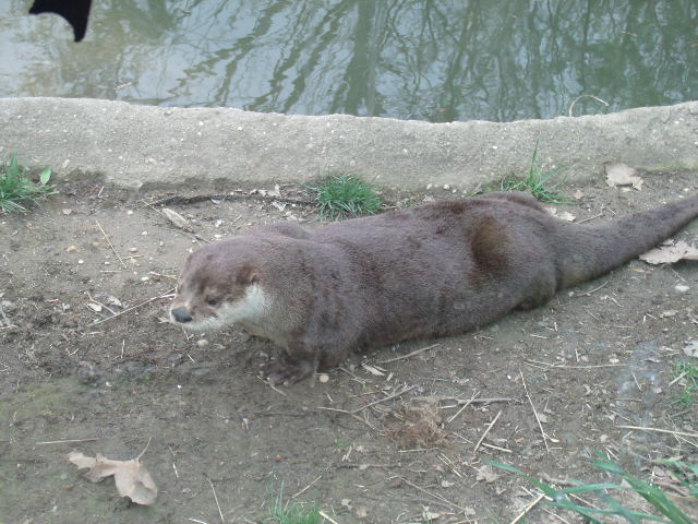North American River Otter