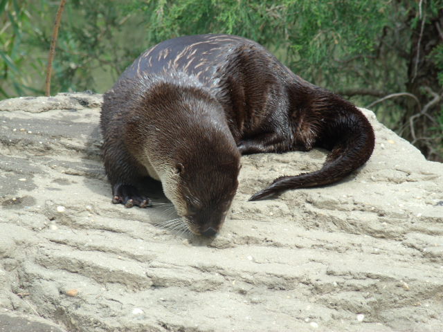 North American River Otter