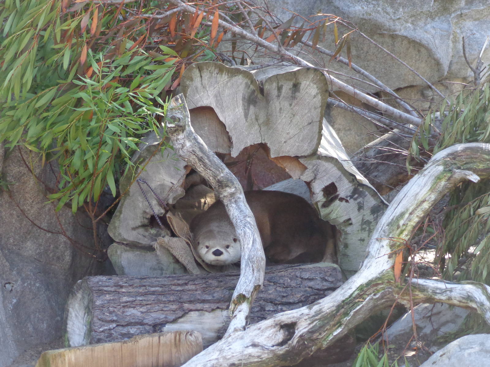 North American River Otter