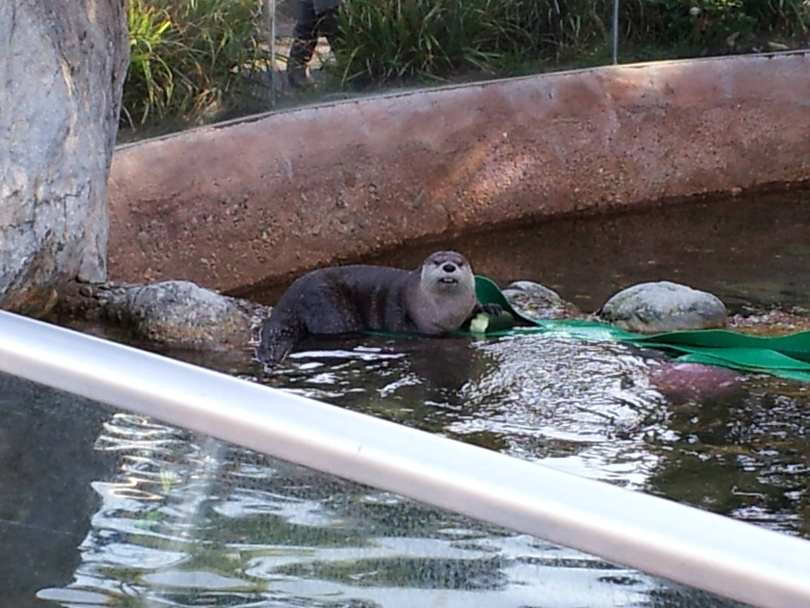 North American River otter