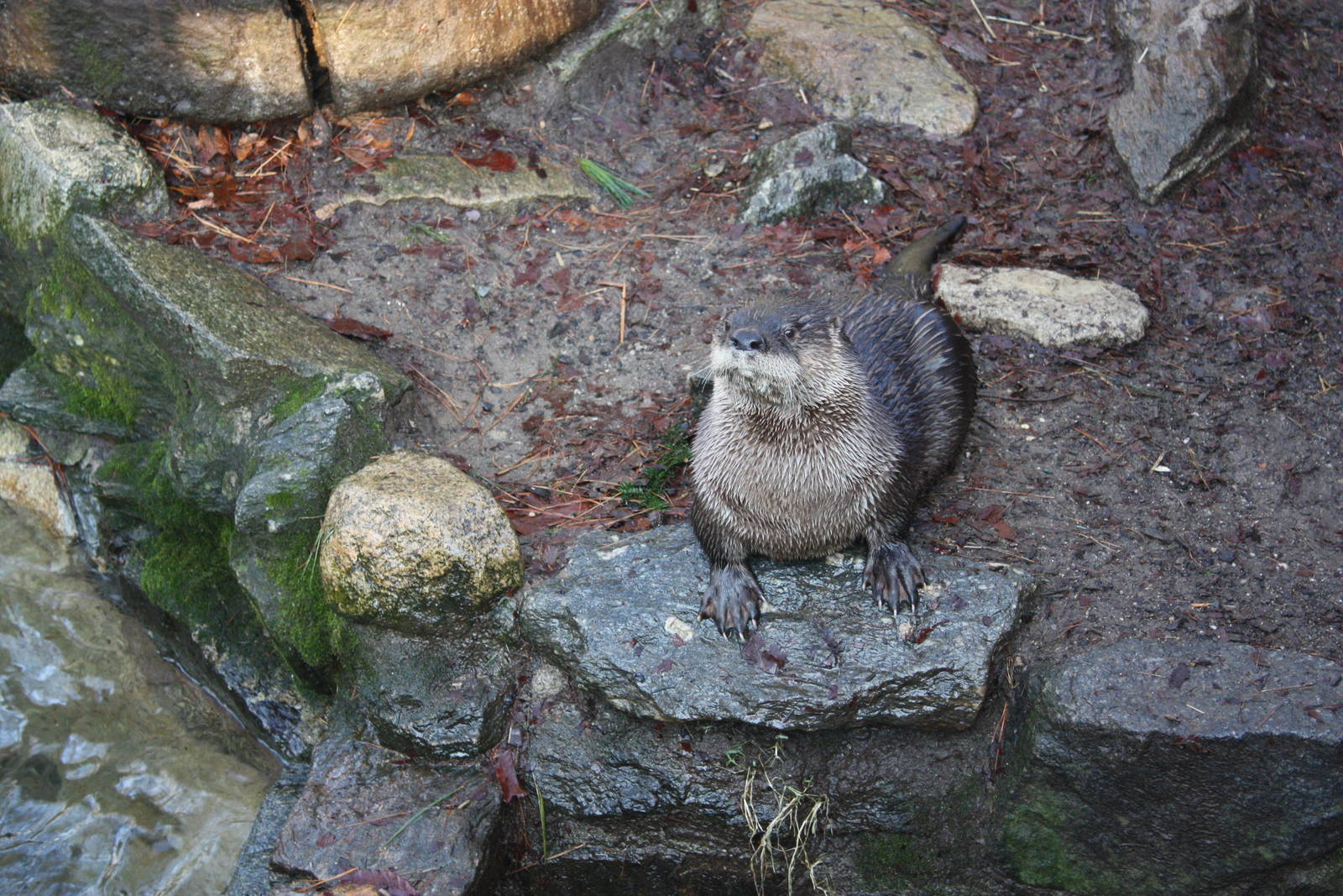 North American River Otter