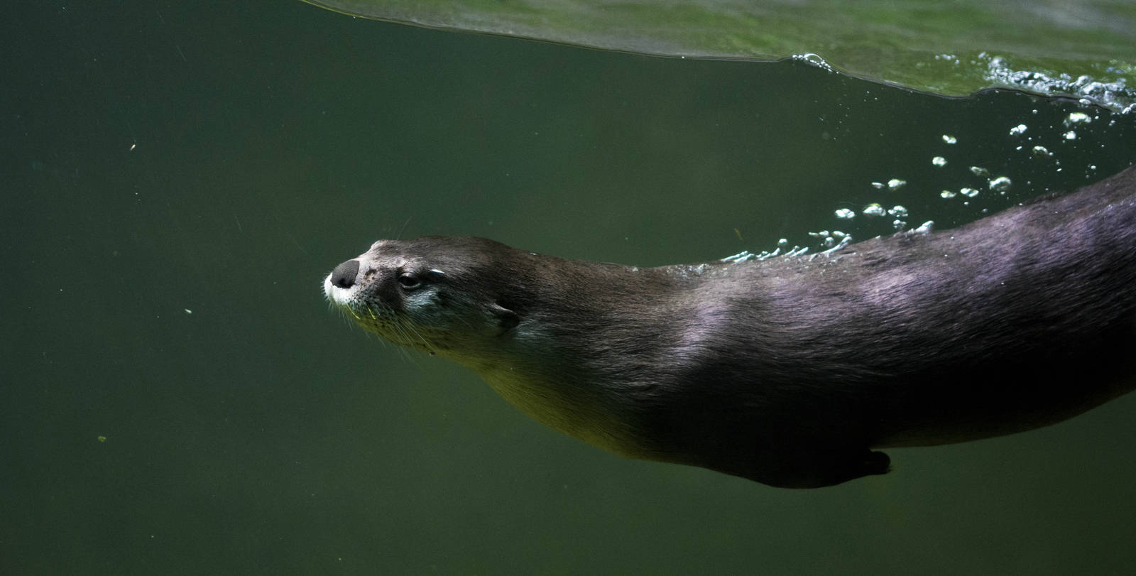 North American River Otter