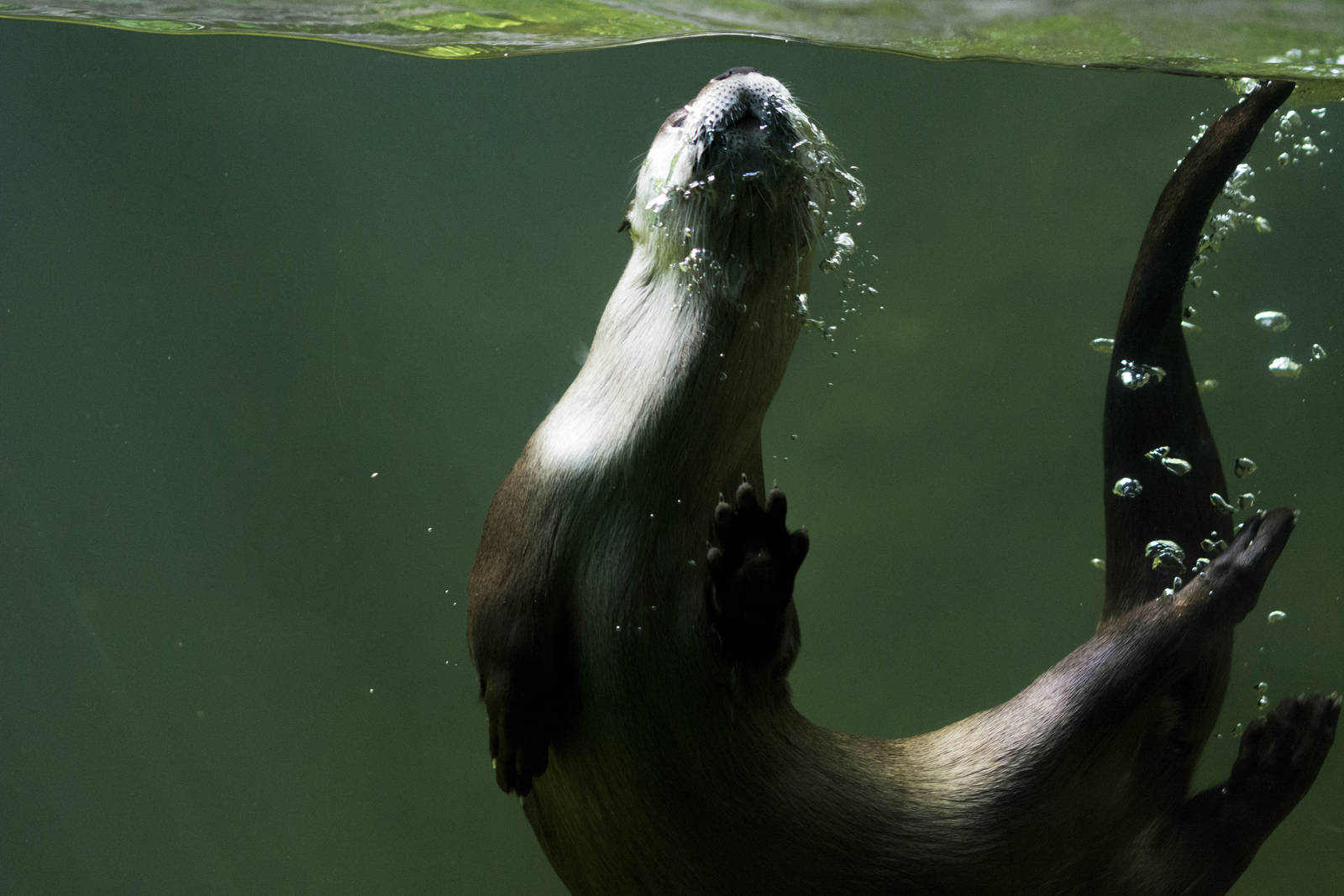 North American River Otter