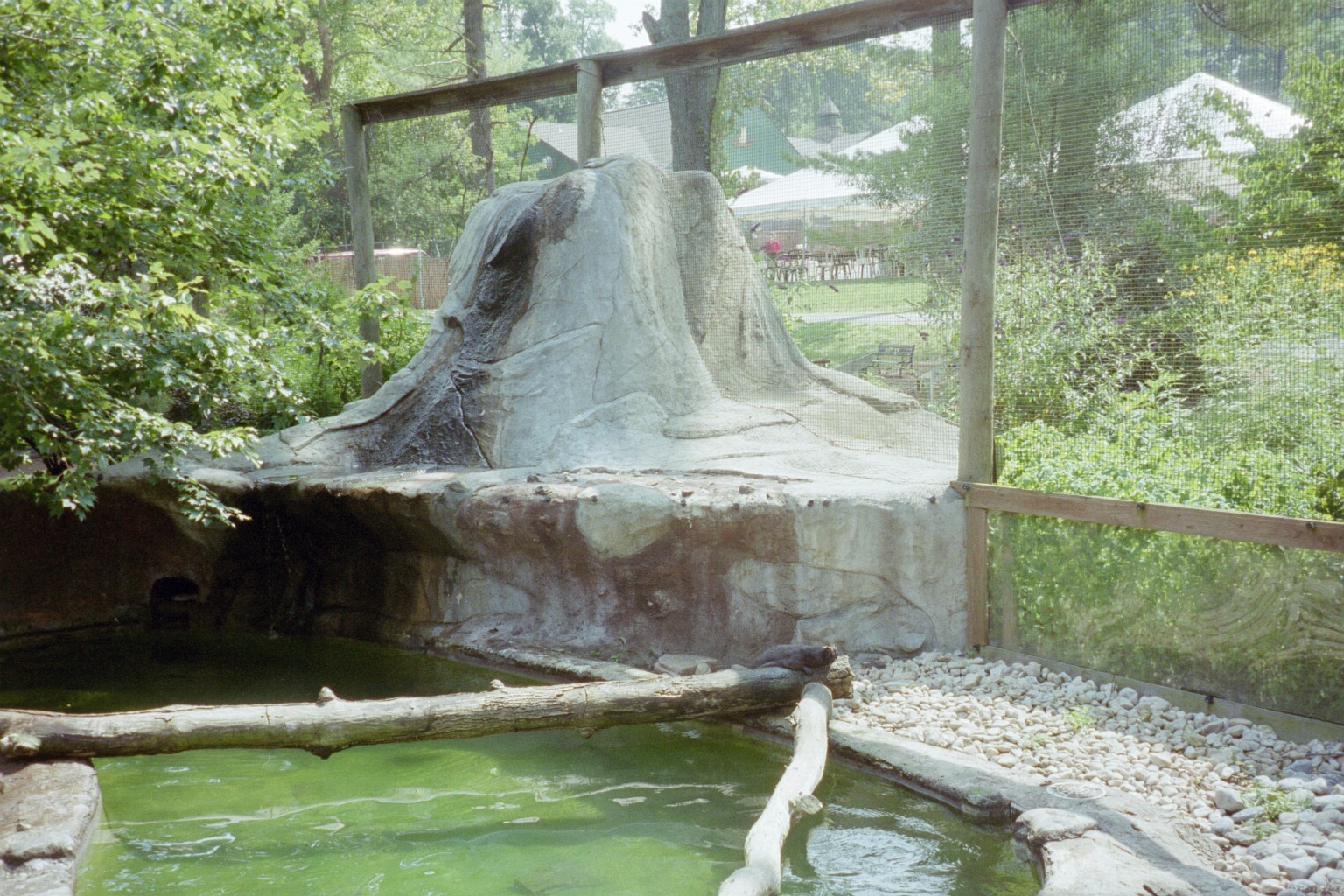 North American River Otter