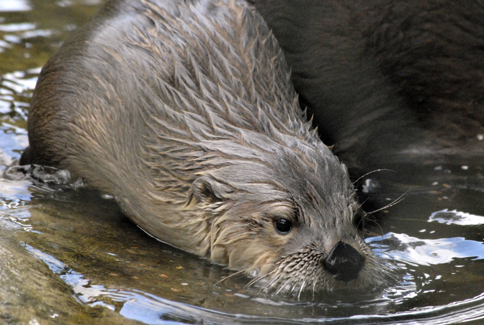 North American River Otter