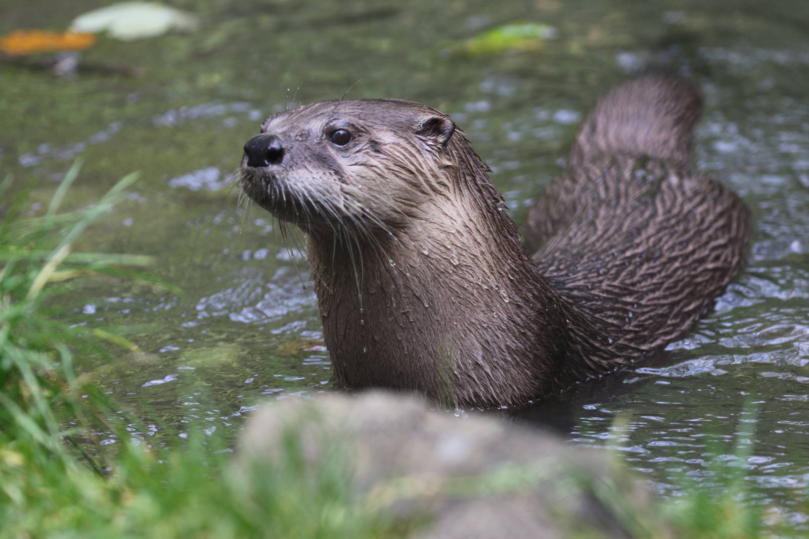 North American River Otter