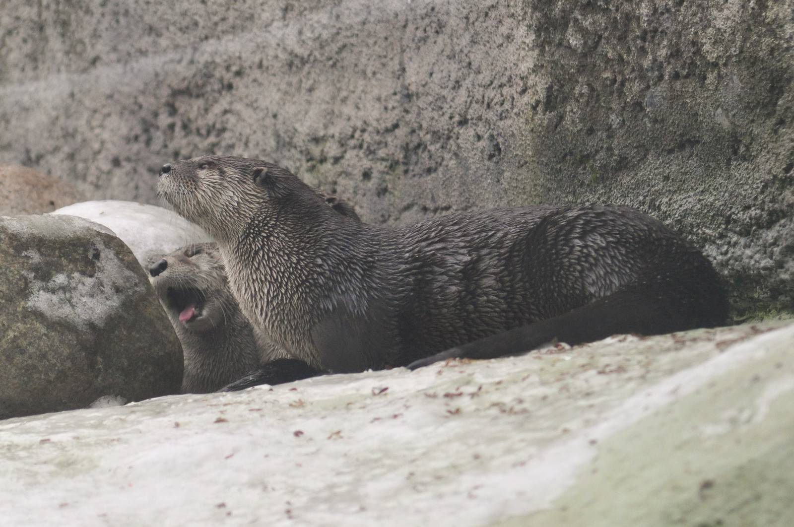 North American River Otter