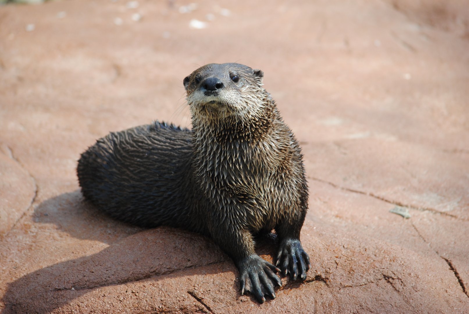 North American River Otter