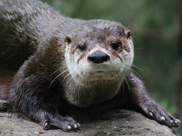 North American River Otter