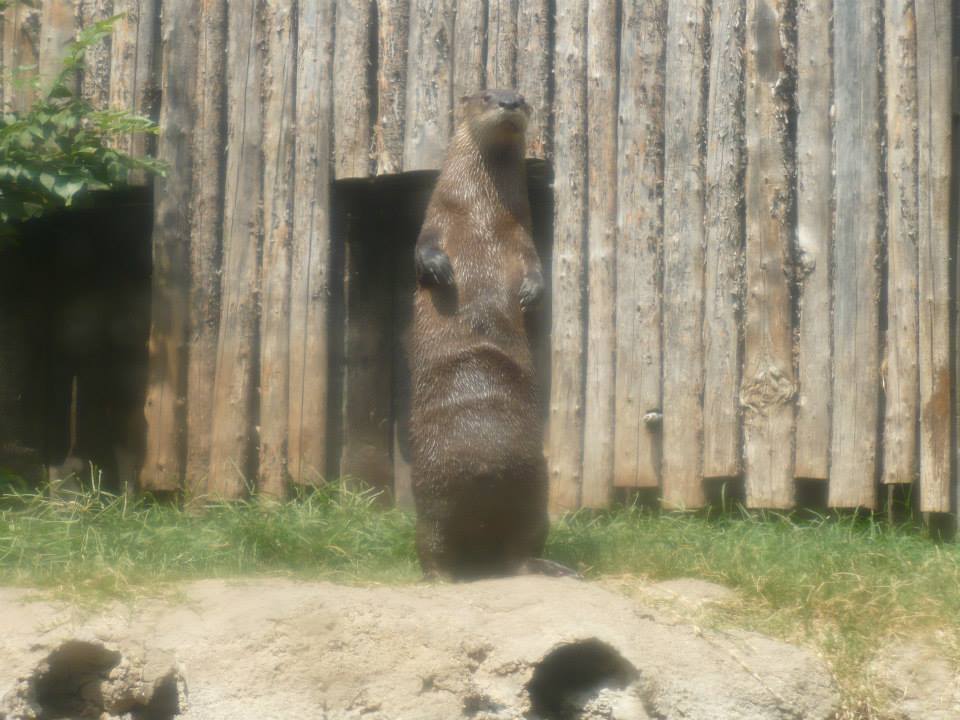 North American river otter