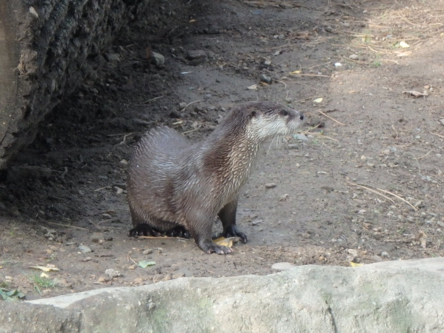 North American river otter