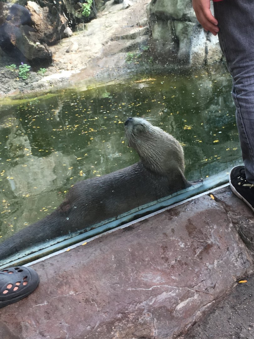 North American River Otter