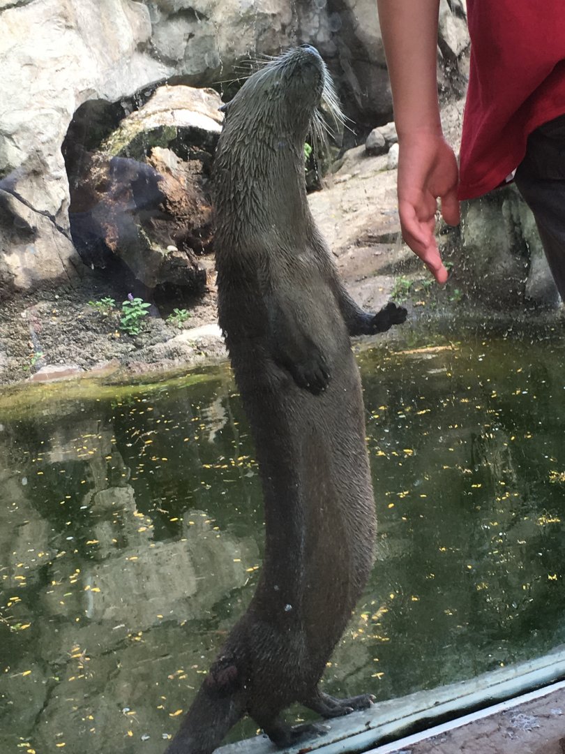 North American River Otter