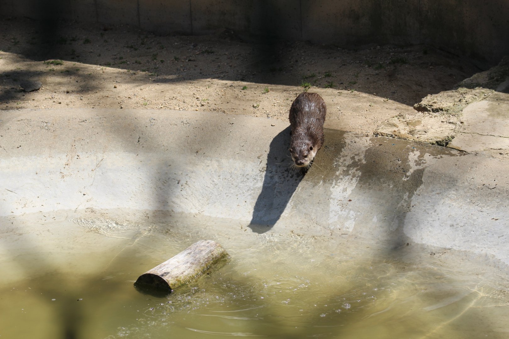 North American River Otter