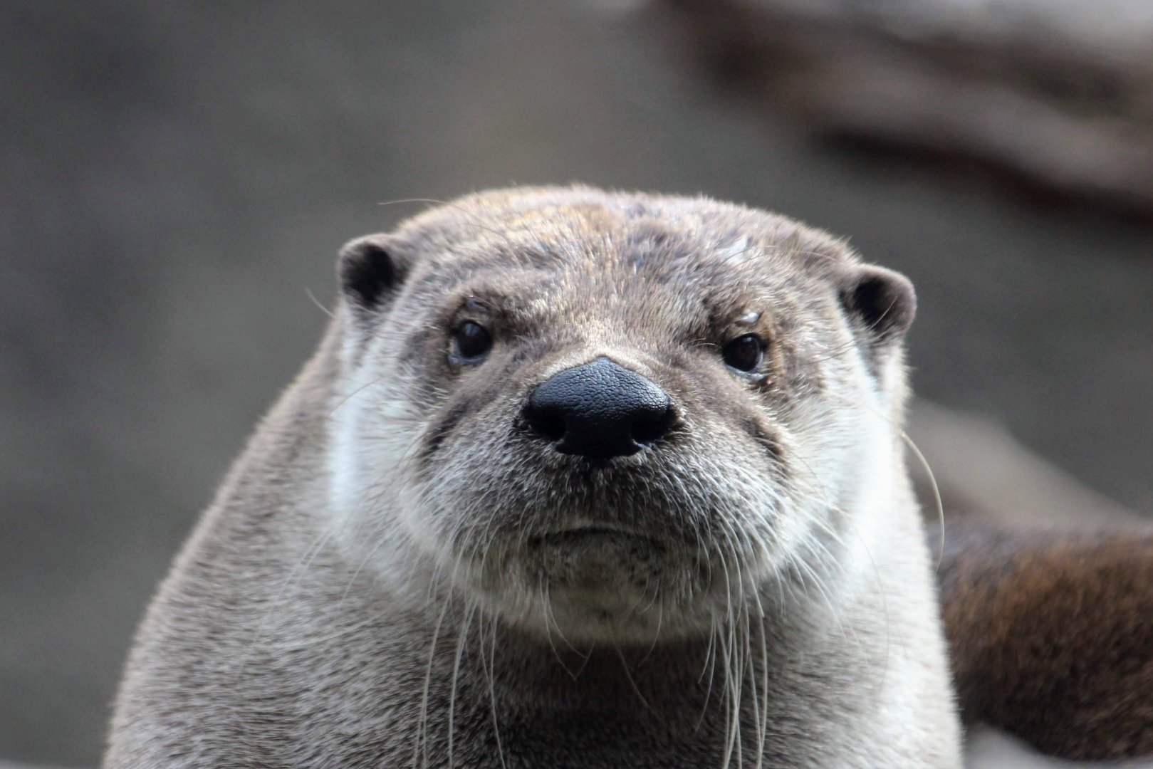 North American River Otter