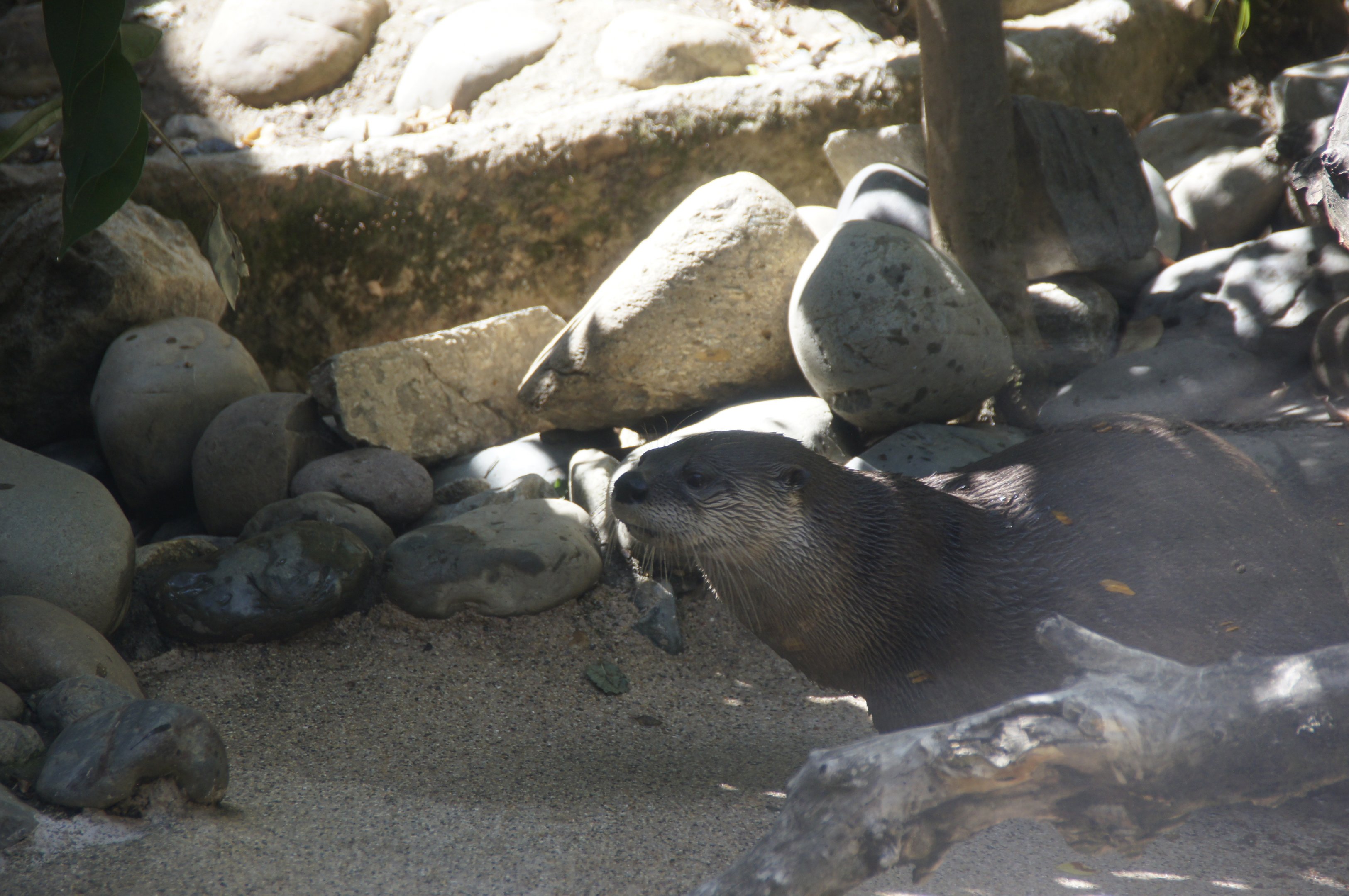 North American River Otter