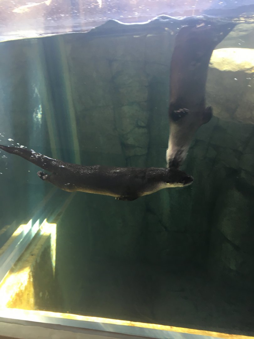 North American River Otter