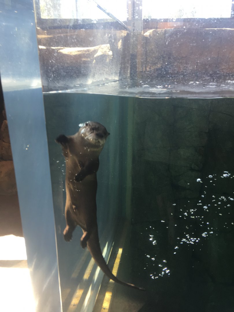 North American River Otter