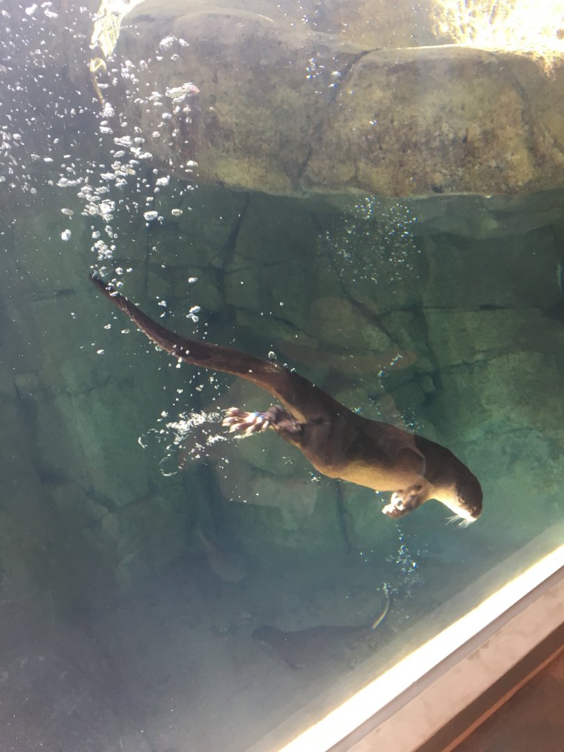 North American River Otter