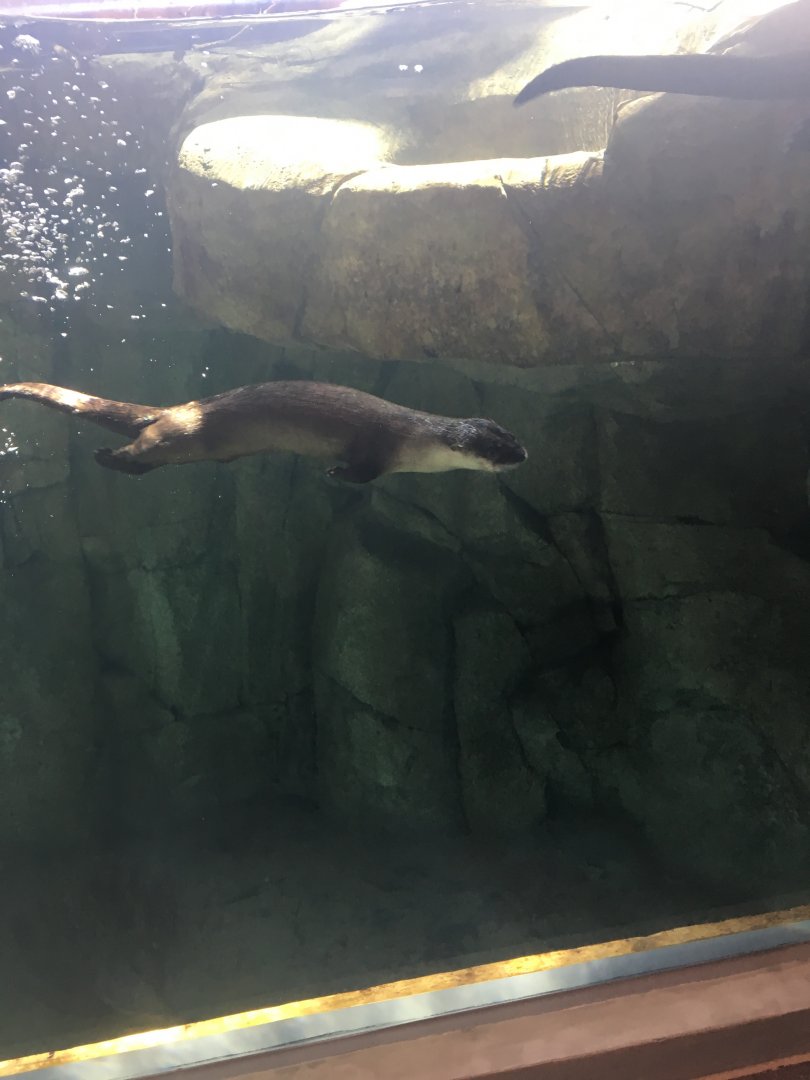 North American River Otter