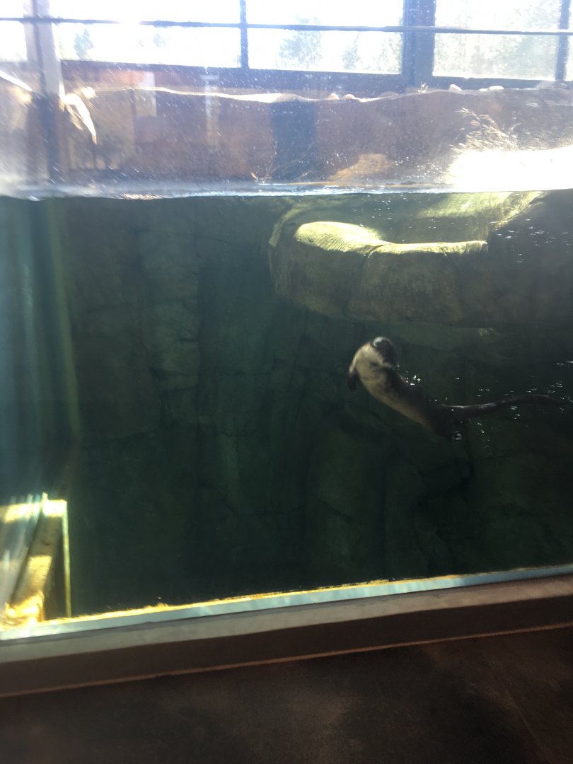 North American River Otter