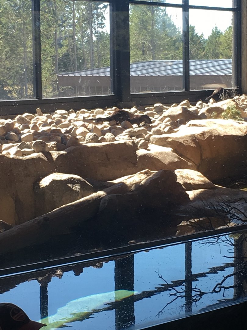 North American River Otter