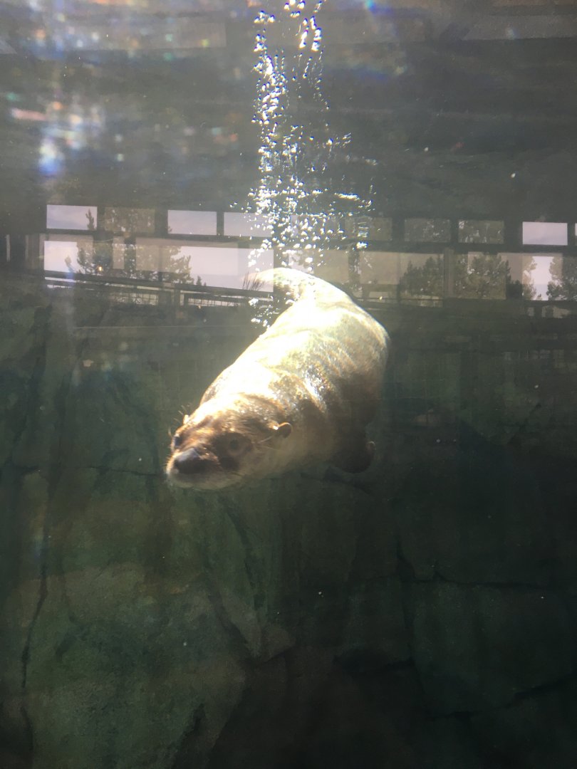 North American River Otter