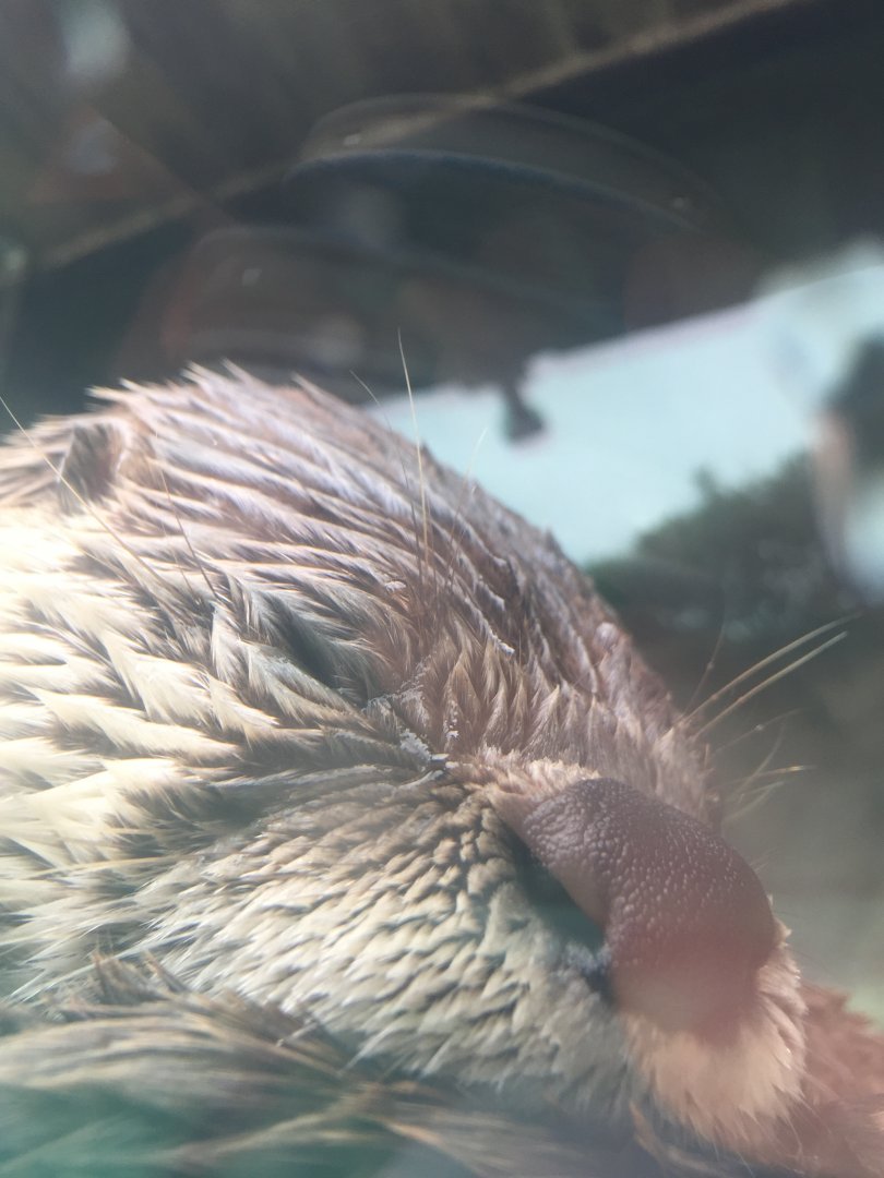 North American River Otter