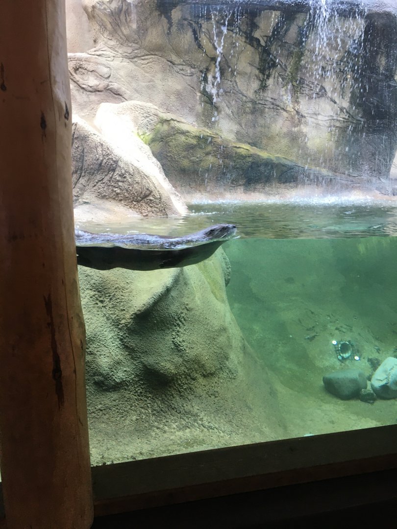 North American River Otter