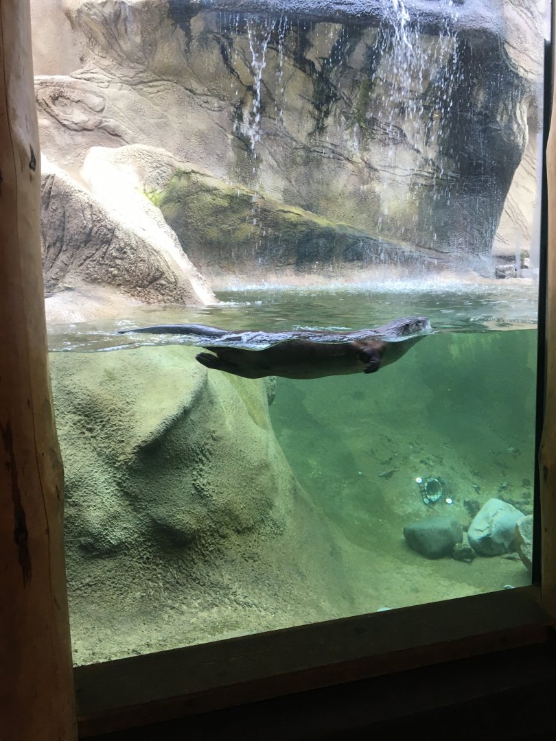North American River Otter