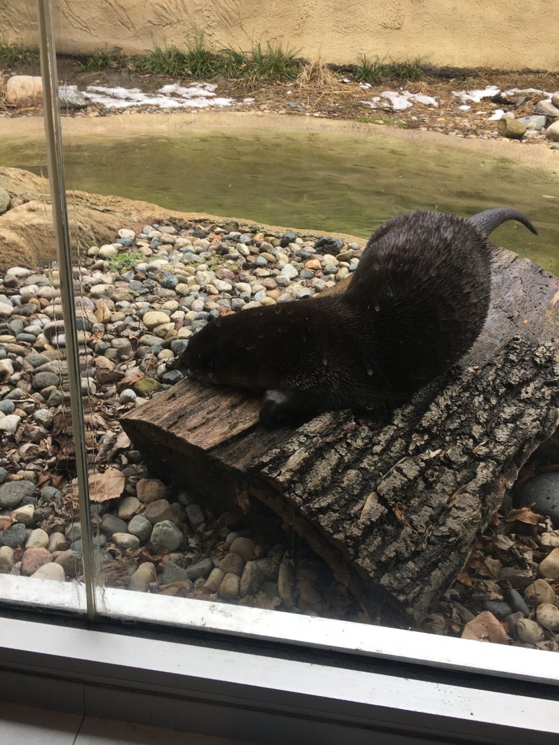 North American River Otter