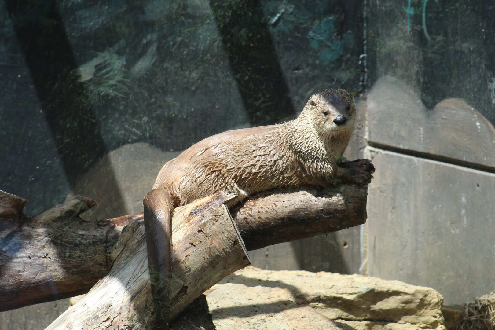 North American River Otter