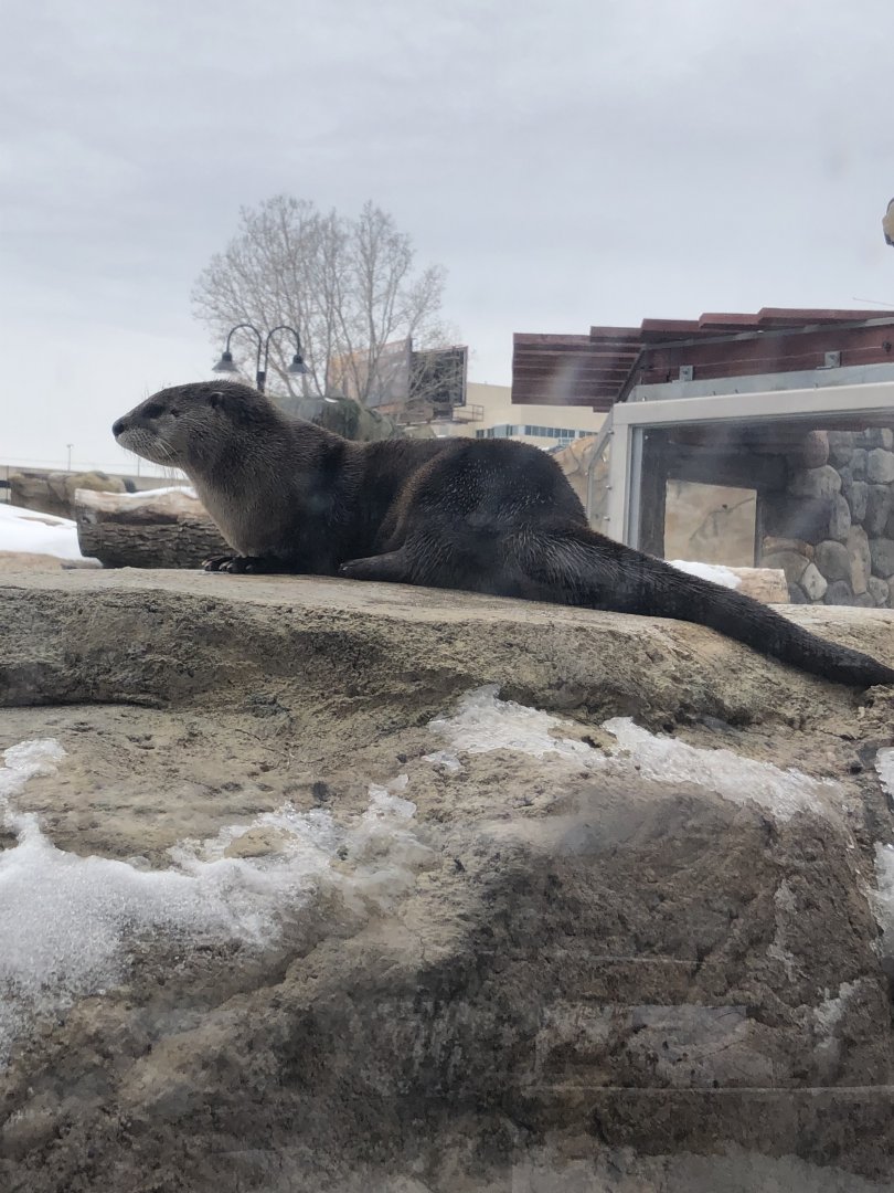 North American River Otter