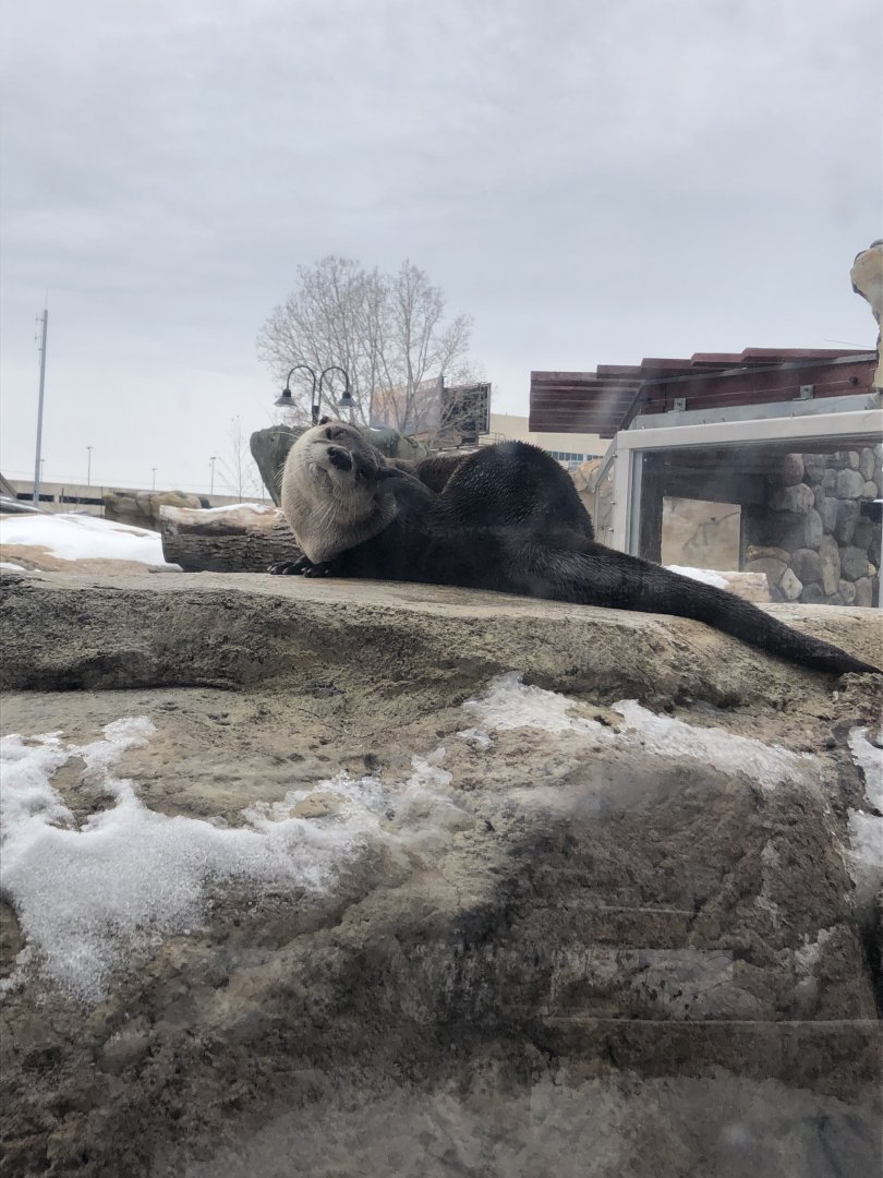 North American River Otter