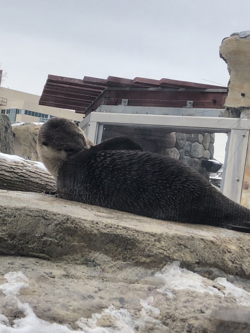 North American River Otter