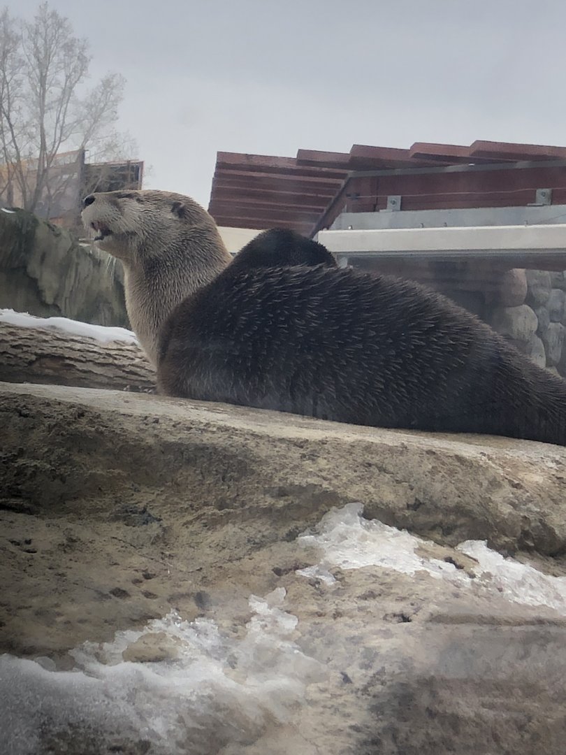 North American River Otter