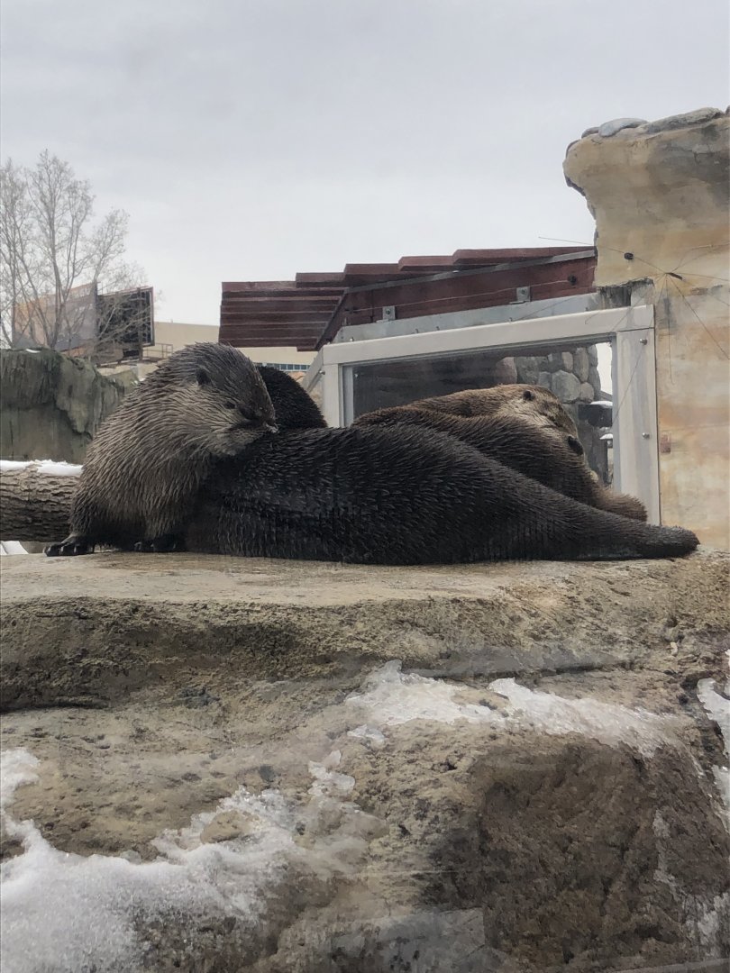 North American River Otter