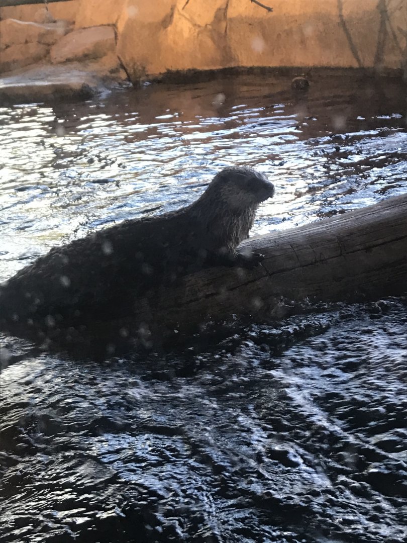 North American River Otter