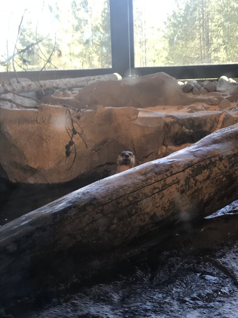 North American River Otter