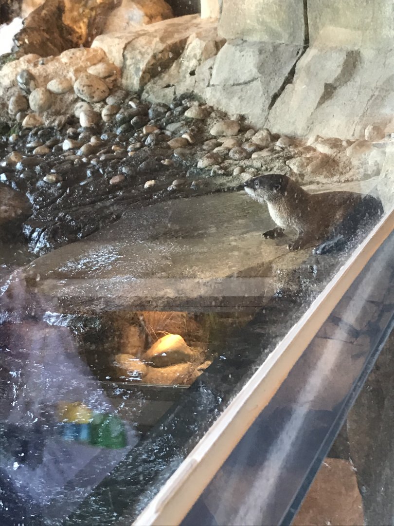 North American River Otter