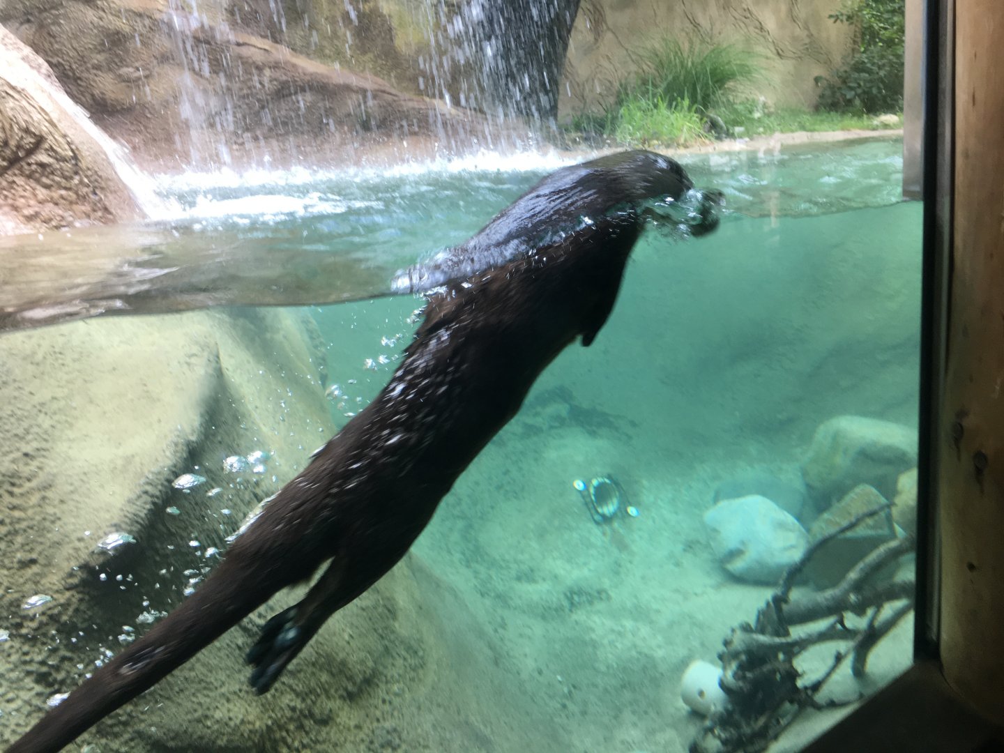 North American River Otter